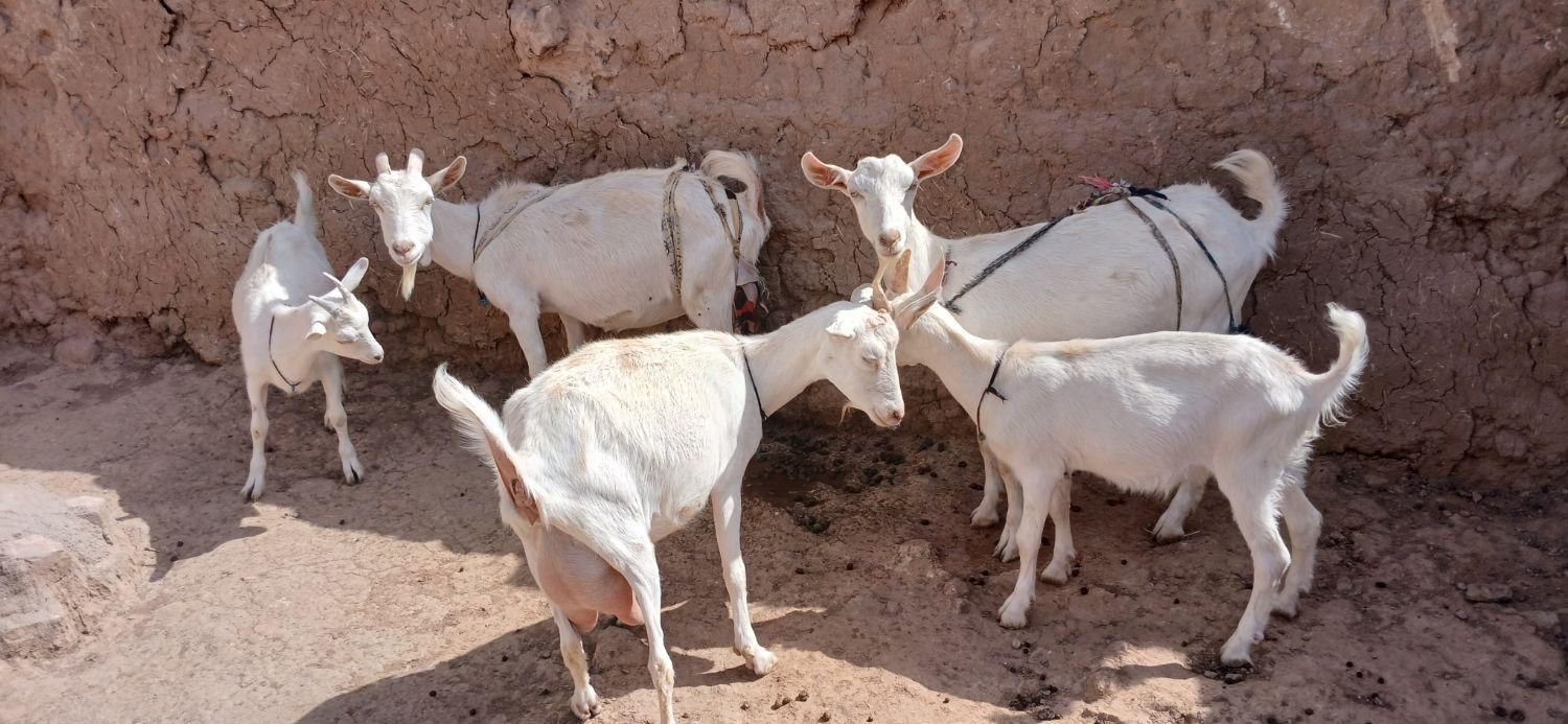 خوب|حیوانات مزرعه|تربت جام, میان جام|دیوار