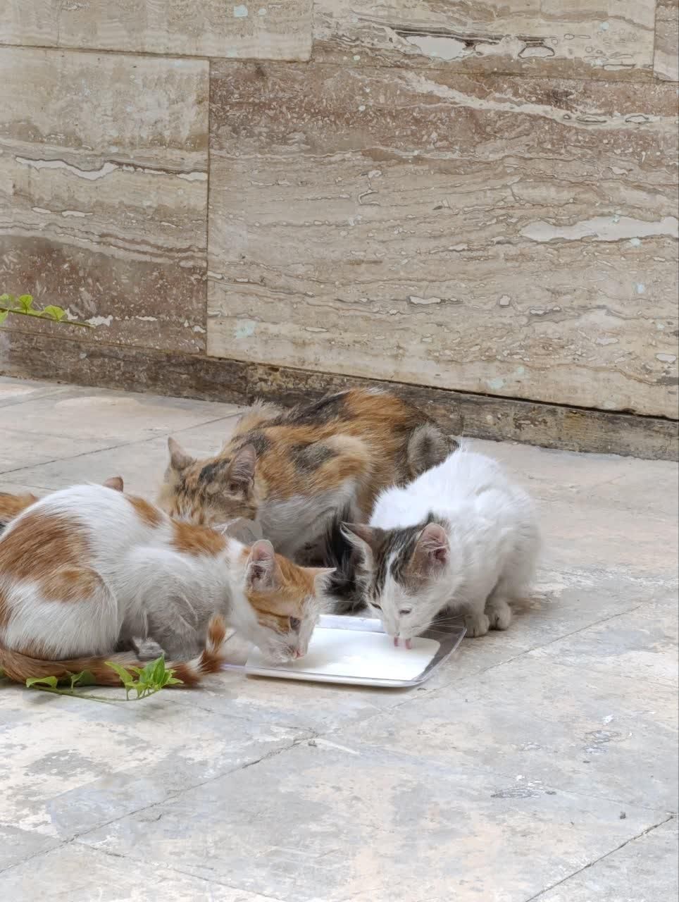 واگذاری گربه|گربه|شیراز, فضل‌آباد|دیوار