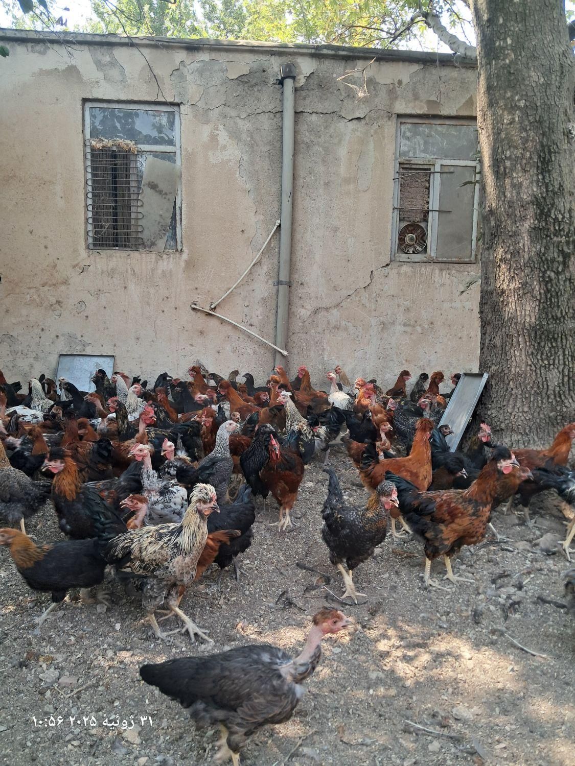 مرغ وخروس محلی|حیوانات مزرعه|کوهسار (البرز), |دیوار