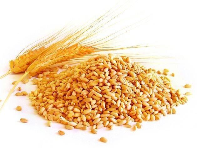 خرید انواع نخود و گندم.مهاباد، بوکان و حومه|خدمات باغبانی و درختکاری|مهاباد (آذربایجان غربی), |دیوار