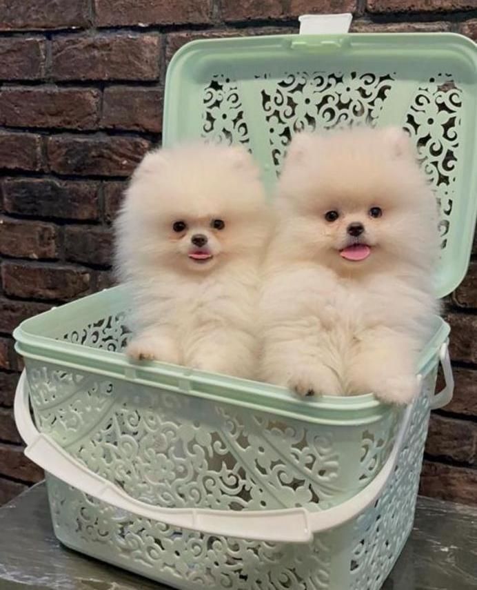 سگ پودل . پامر . پامرانین خرسی سفید ۷۵ روز|سگ|تهران, شهرک غرب|دیوار