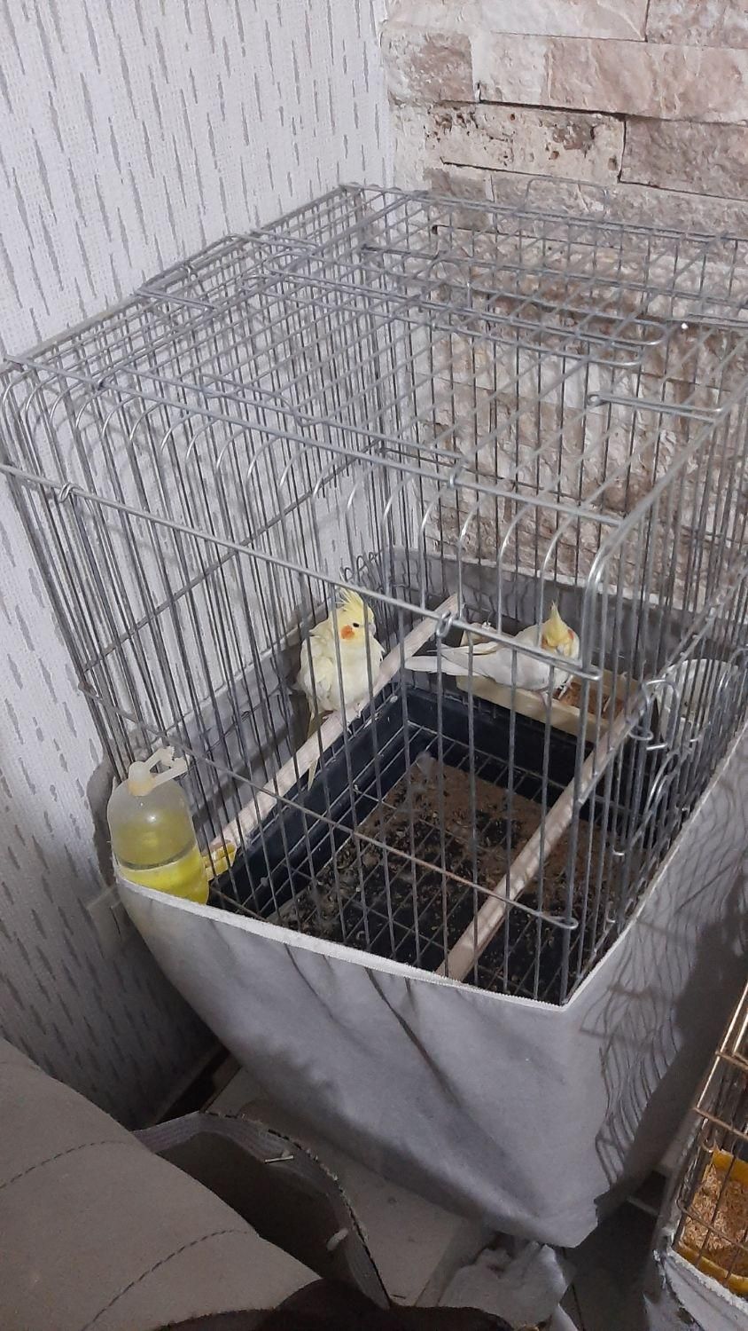 عروس هلندی لوتینو|پرنده|مشکیندشت, |دیوار