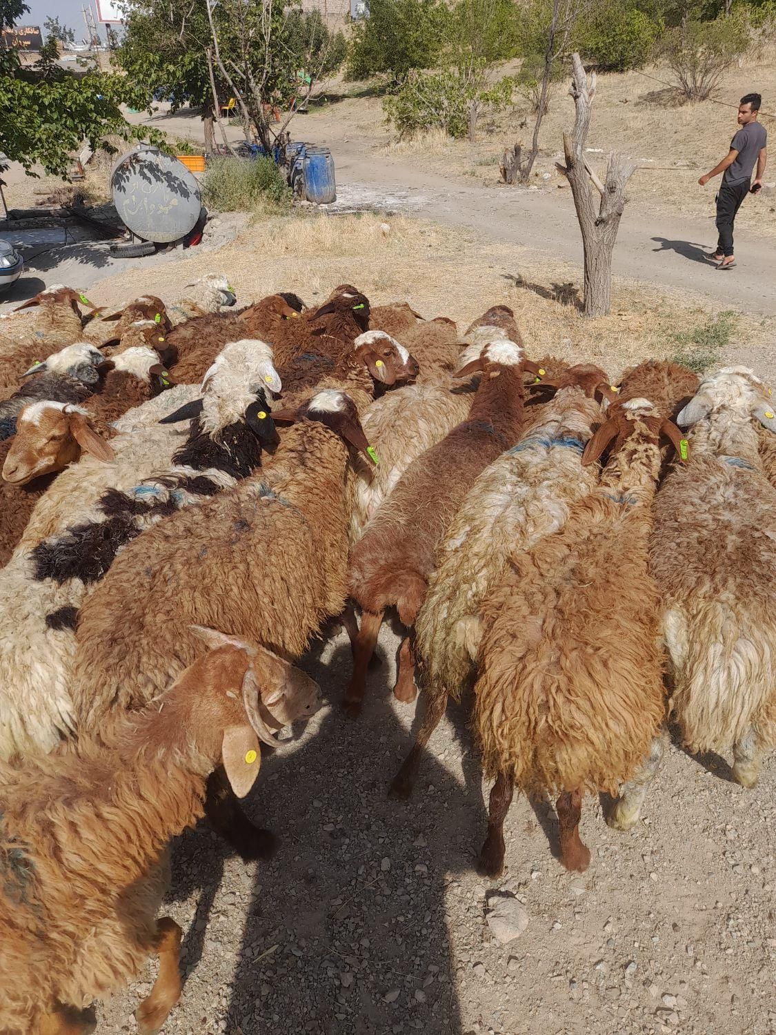 گوسفند خود با یک تماس زنده درب منزل تحویل بگیرید|حیوانات مزرعه|تهران, خانی آباد نو جنوبی|دیوار