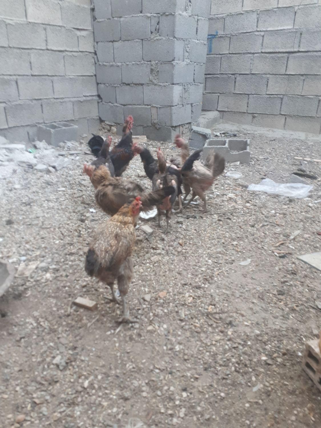 مرغ و خروس|پرنده|خمینی‌شهر, |دیوار