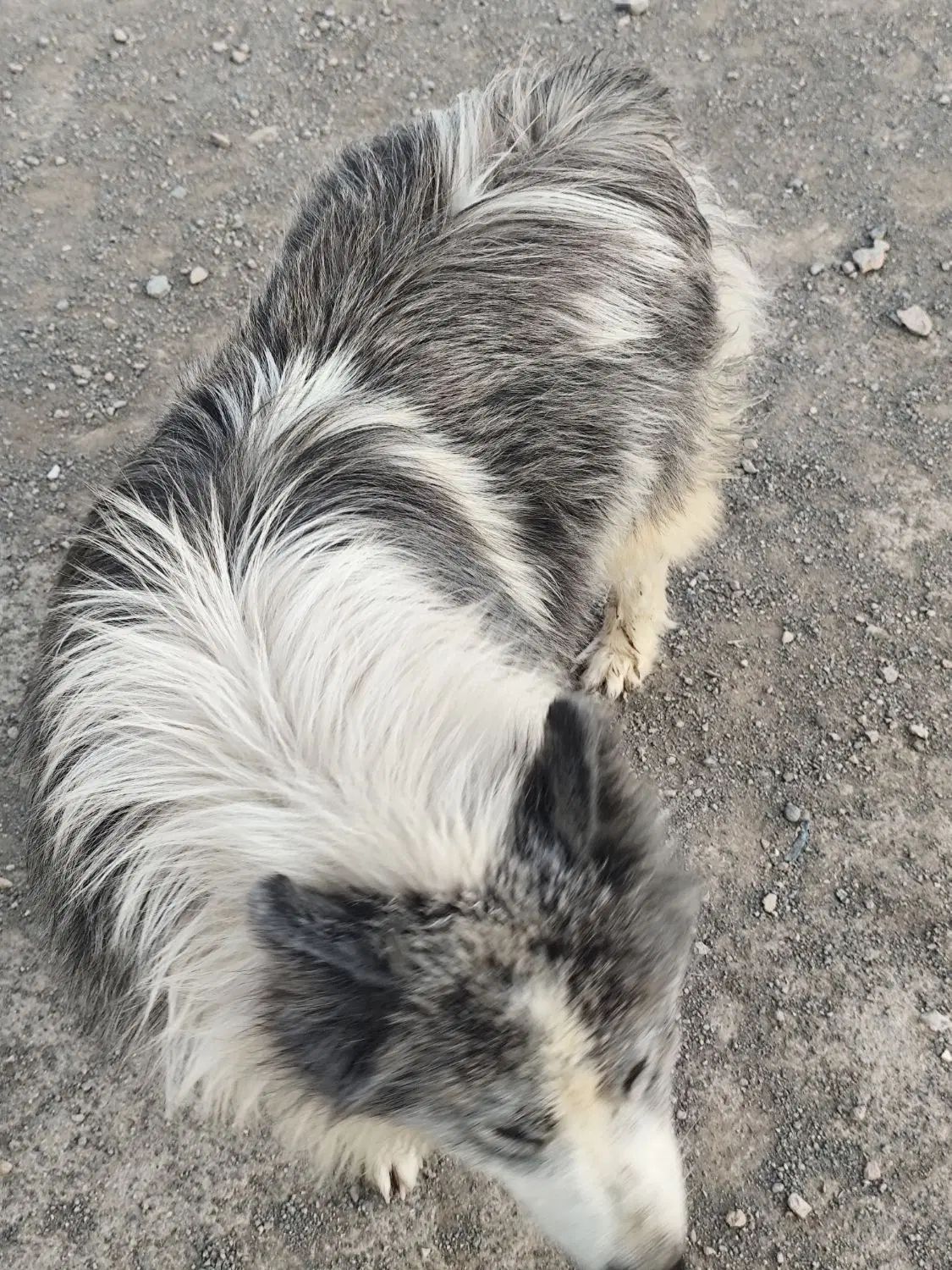سامویید. سامویید نر . gray samoyed|سگ|اصفهان, مرداویج|دیوار