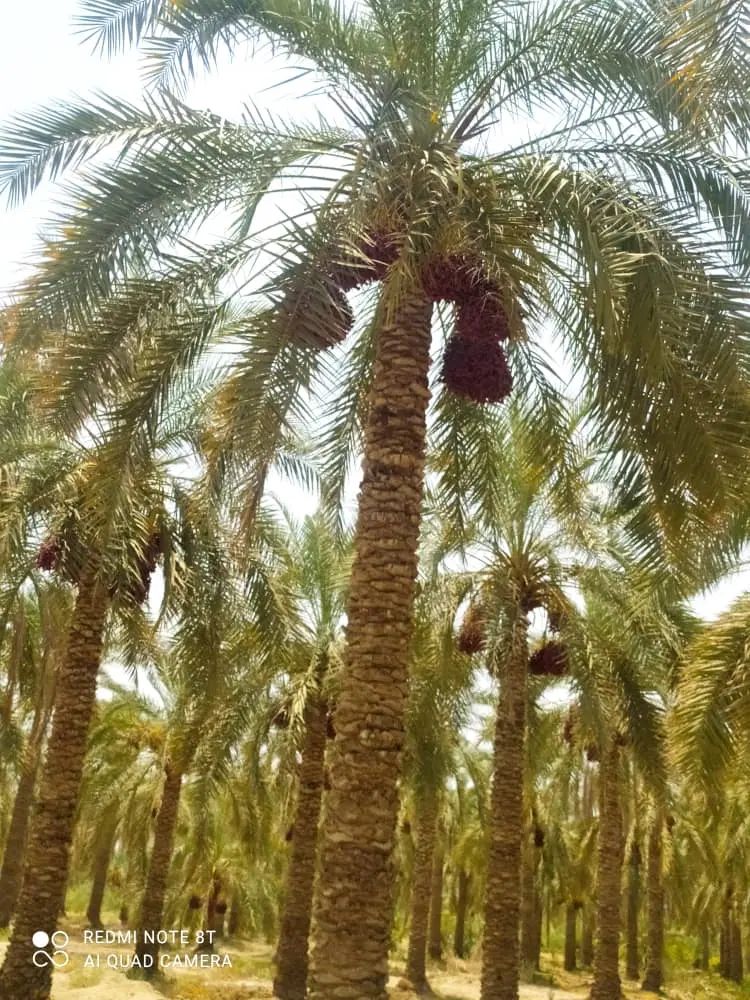 گراس هرس و کلیه ی خدمات نخل خرما|خدمات باغبانی و درختکاری|جیرفت, |دیوار