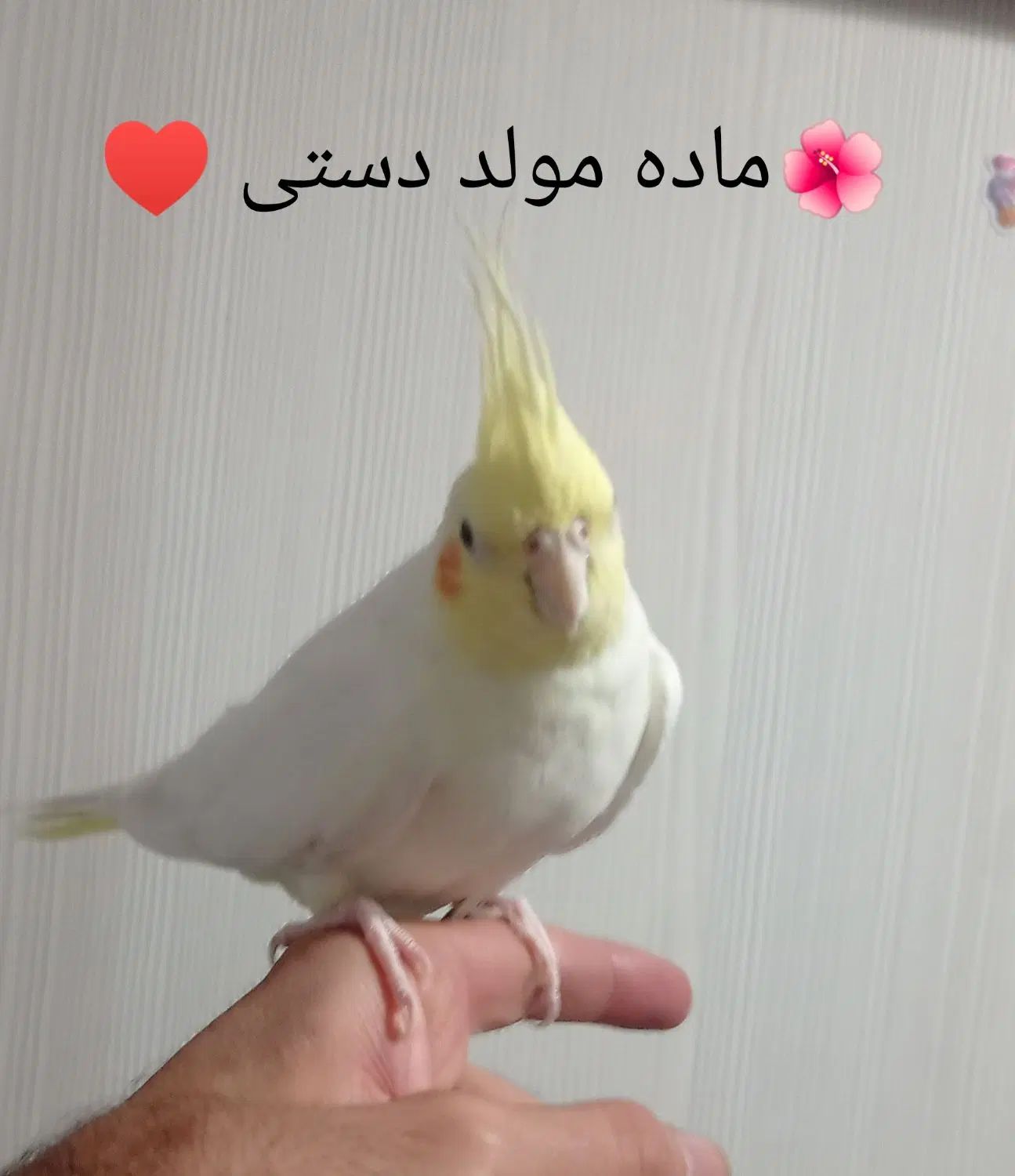 عروس هلندی|پرنده|تهران, شهرک صادقیه|دیوار