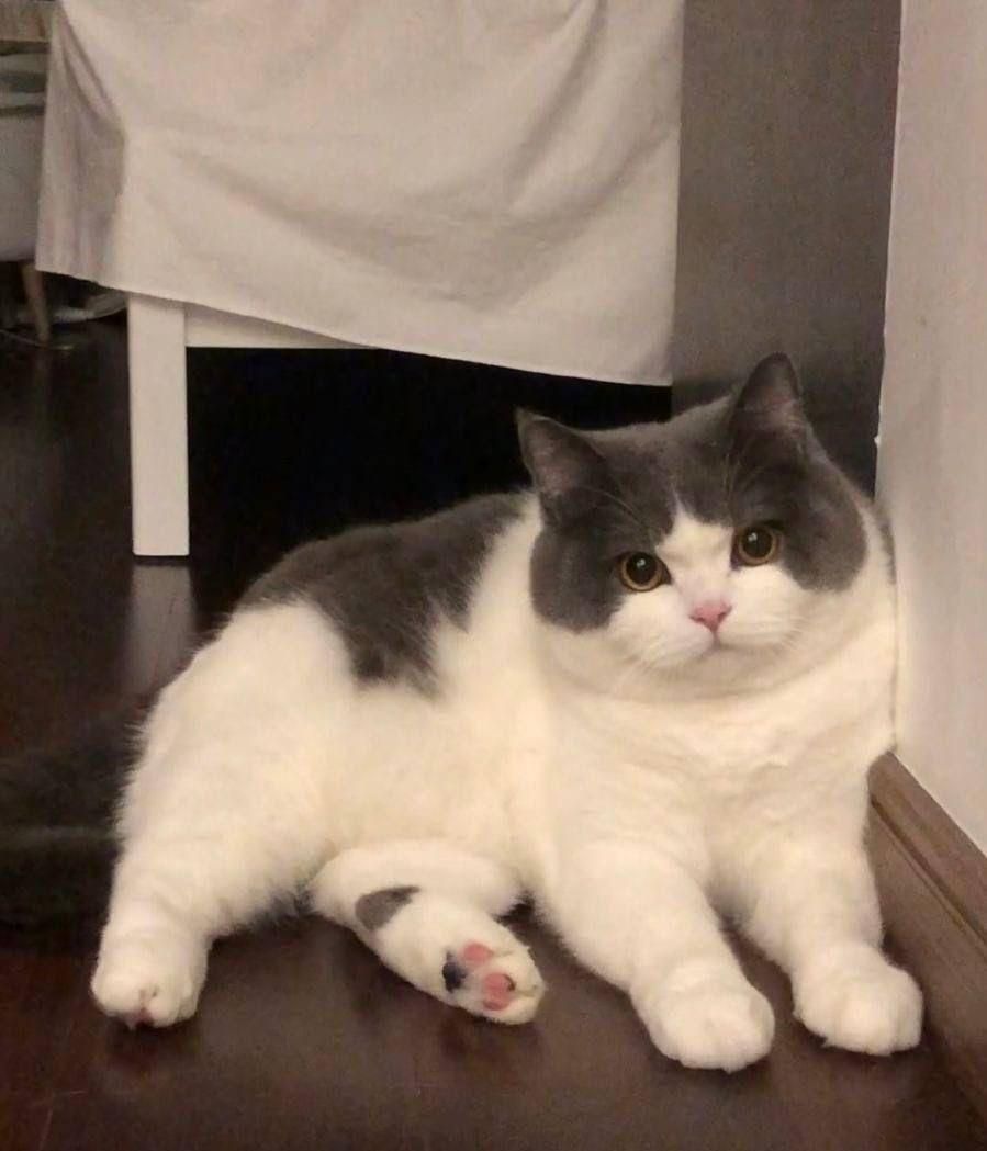 شهر گربه‌ میوهاپ(پرشین/بریتیش/اسکاتیش)|گربه|مشهد, سجاد شهر|دیوار