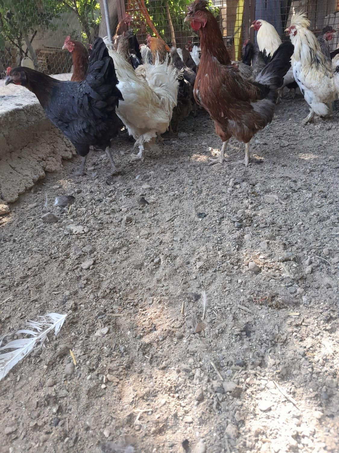 مرغ تخمگذار خوب سالم سر حال|حیوانات مزرعه|نجف‌آباد, نجف‌آباد|دیوار