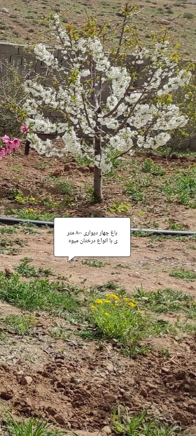 فروش باغ ۸۰۰ متری چهار دیواری در کوهسار|فروش زمین و ملک کلنگی|کرج, حصارک بالا|دیوار