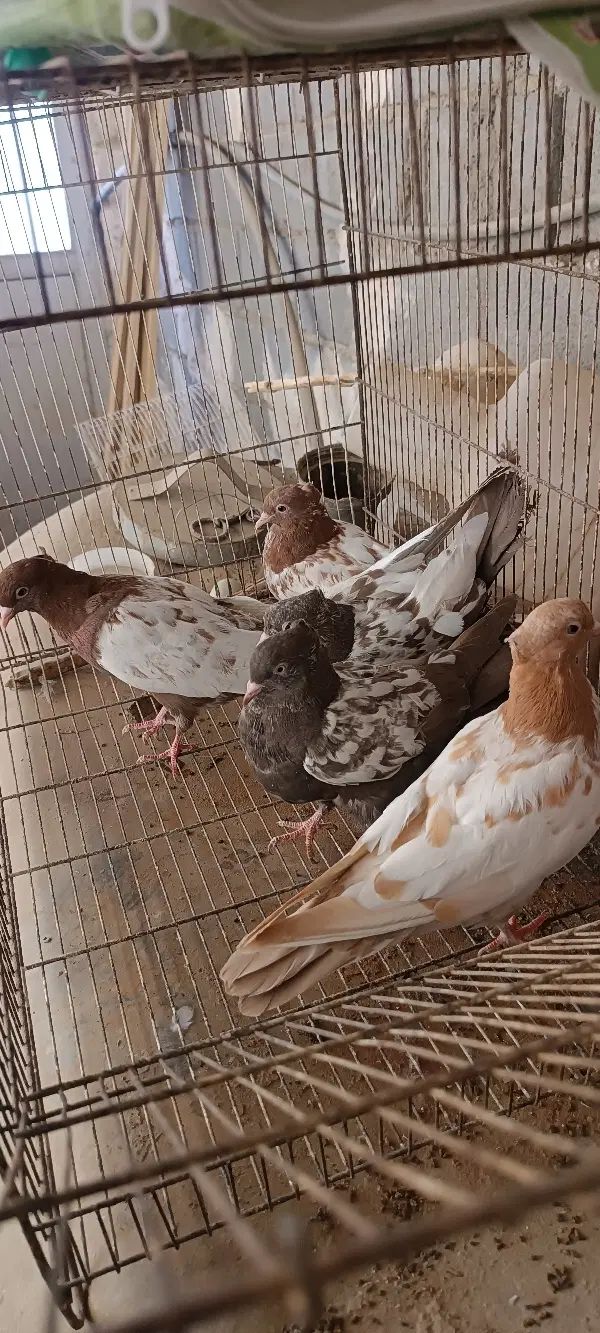 سینه پرشی|پرنده|مشهد, فرهنگ|دیوار