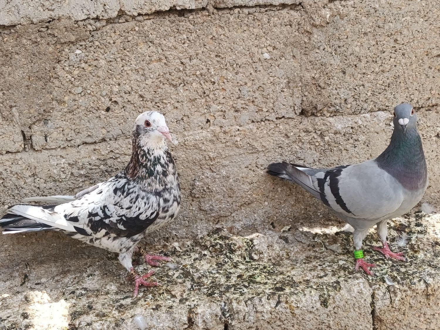 سرور و پلاکی|پرنده|برازجان, |دیوار