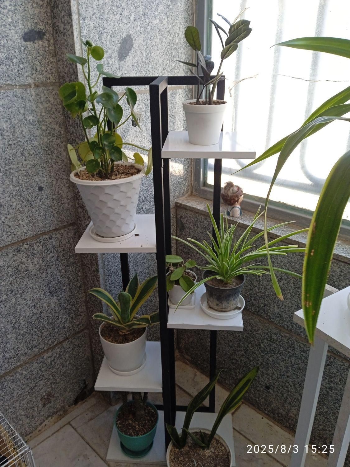 تعدادی گل باگلدون زامفولیا بلک گندمی و..|گل و گیاه طبیعی|بیرجند, |دیوار