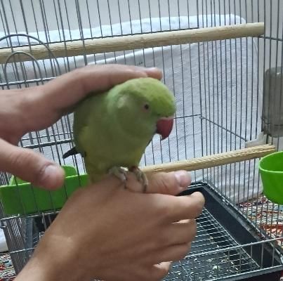 طوطی ملنگو|پرنده|بیرجند, |دیوار