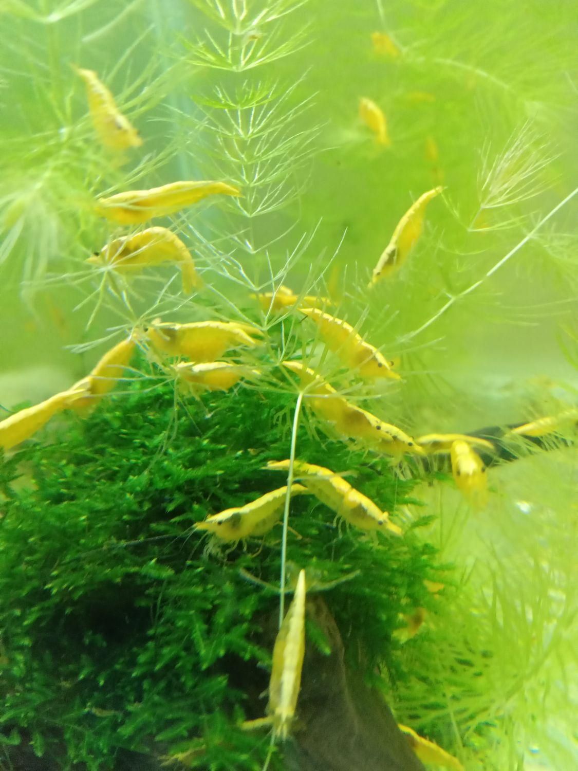 میگو شرمپ گوپی گیاه آکواریم|ماهی|کرج, ملک‌آباد|دیوار