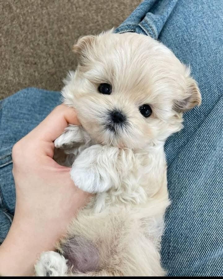 سگ گوگولی جیبی شیتزوپودل|سگ|تهران, جنت‌آباد جنوبی|دیوار