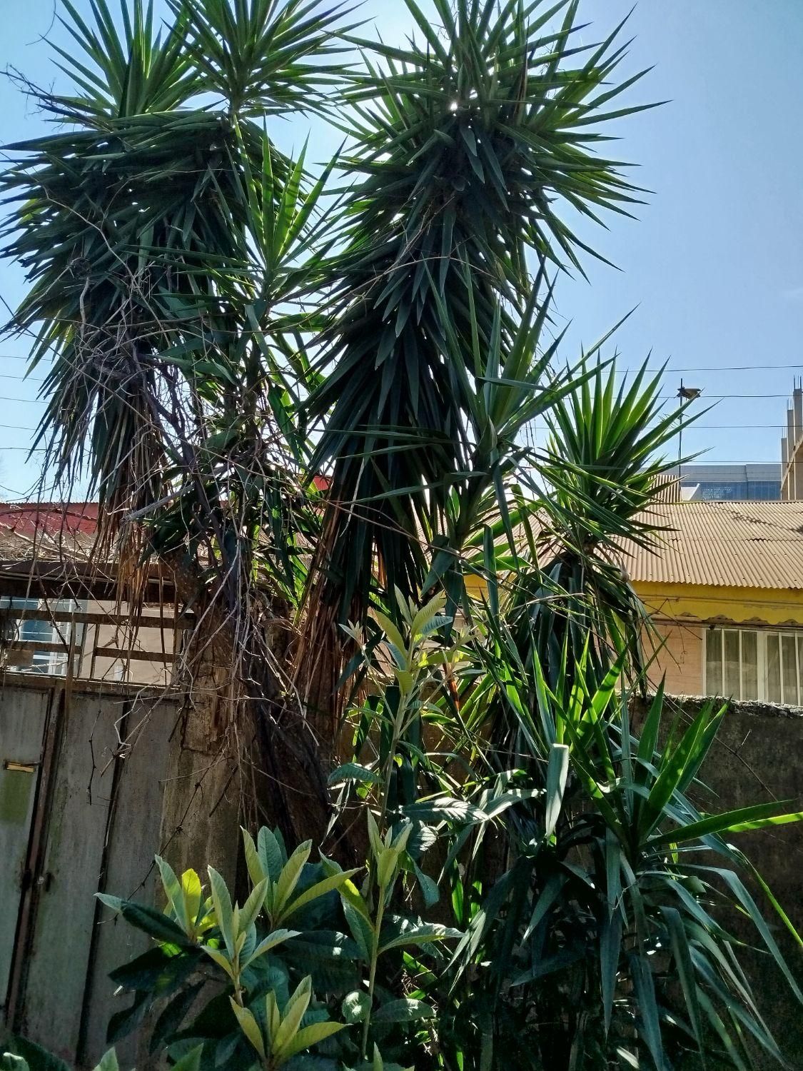 فروش خانه ویلای ۲ خوابه در منظریه۲۰۰متری|فروش خانه و ویلا|رشت, منظریه|دیوار