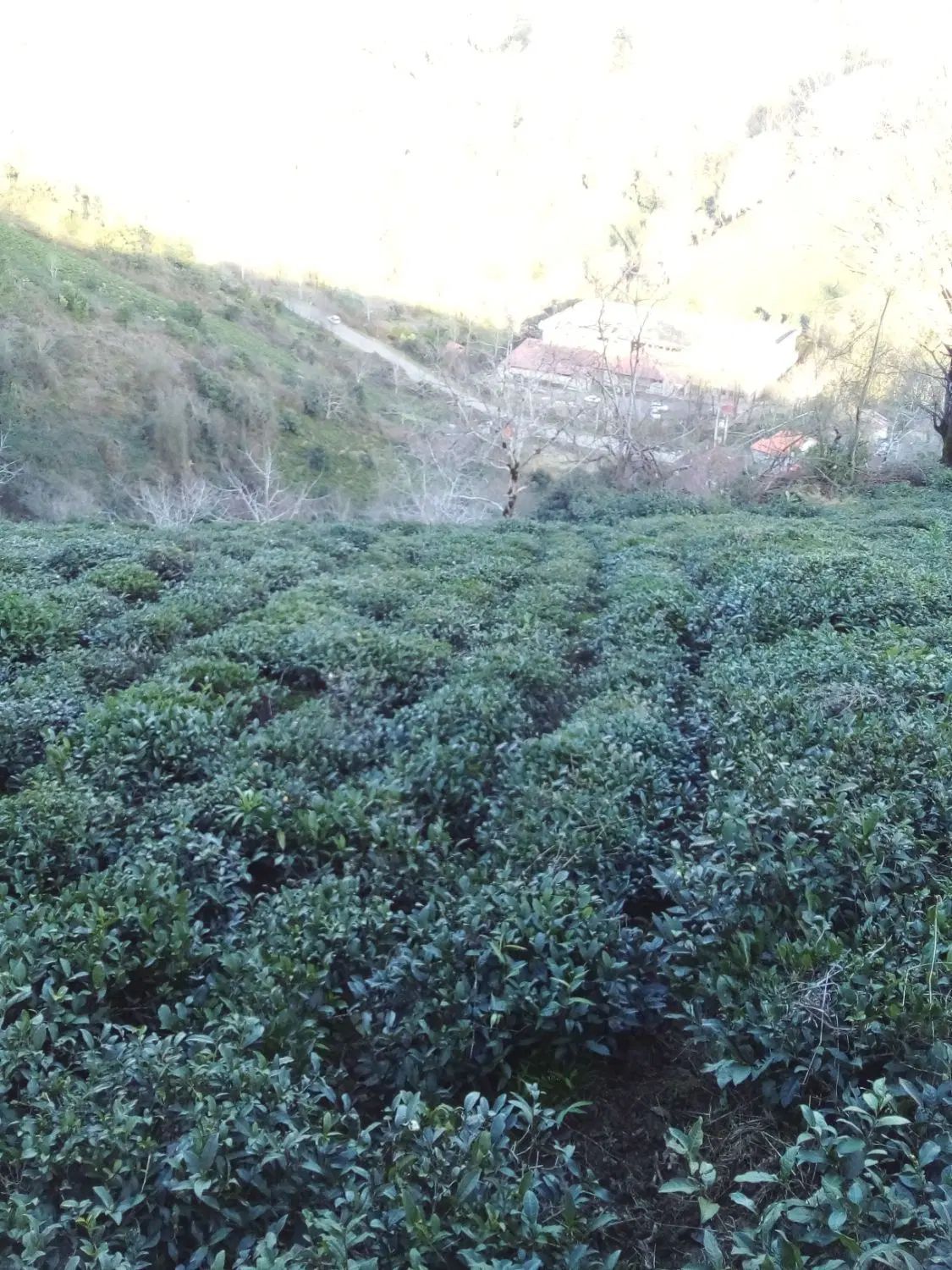 زمین باغی باویوی بینظیر در روستای توریستی سرچشمه|فروش زمین و ملک کلنگی|لاهیجان, لیل|دیوار