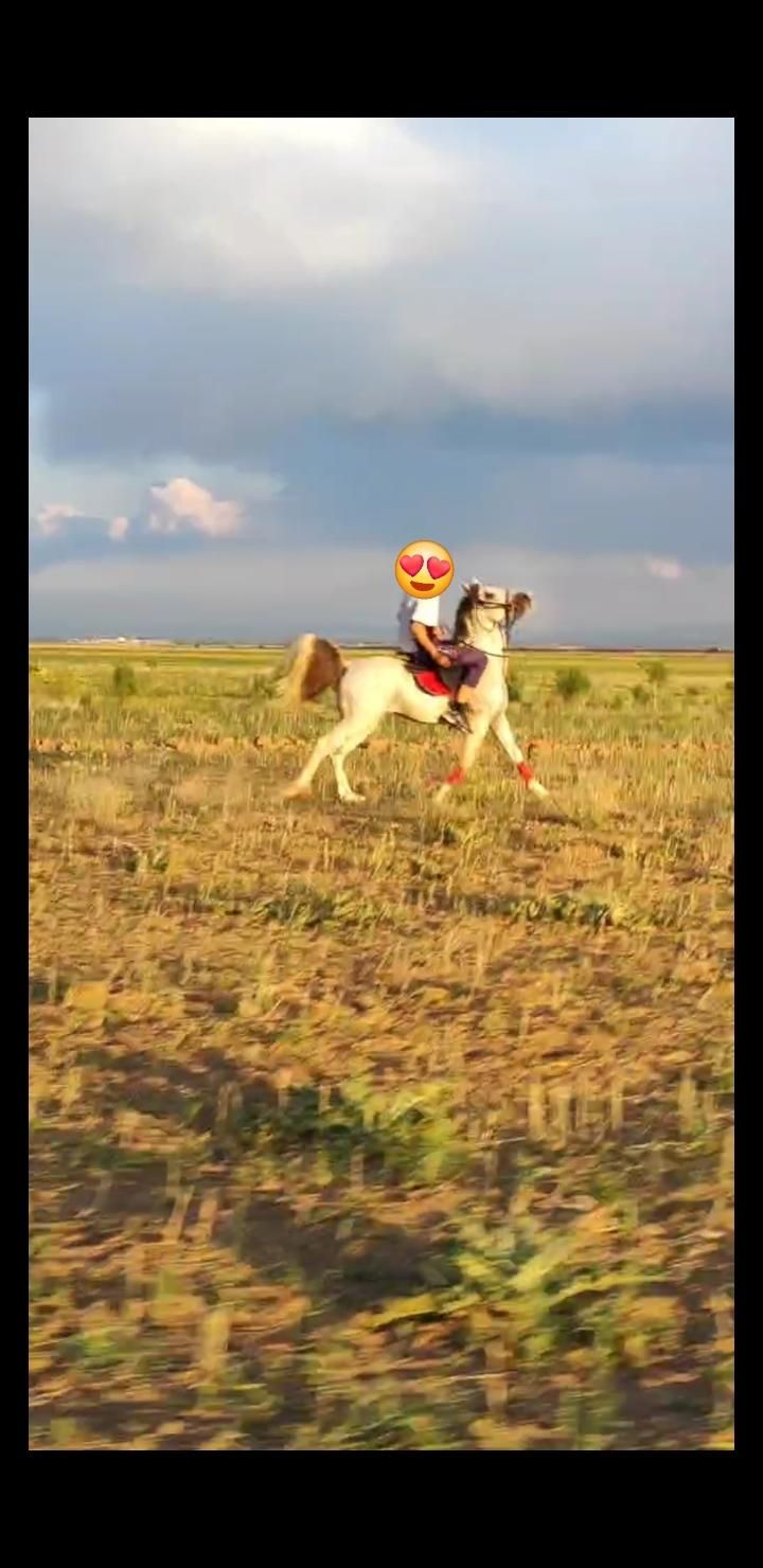 اسب نریان عرب|اسب و تجهیزات اسب‌سواری|تهران, آرژانتین|دیوار