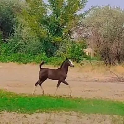 کره نریان|اسب و تجهیزات اسب‌سواری|تهران, نارمک|دیوار