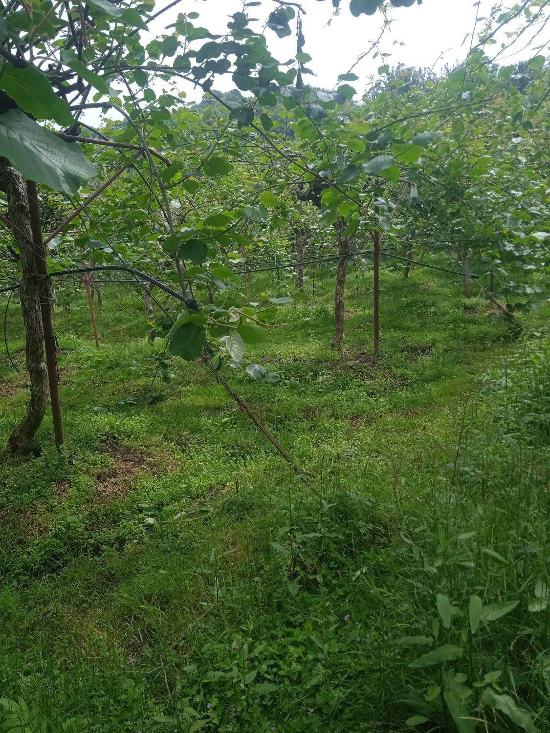 فروش زمین 350|فروش زمین و ملک کلنگی|آستارا, |دیوار