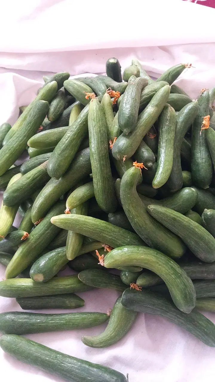 خیاروخیارشوری ارکانیک ازکیلو۵تومن تا۴۵|خوردنی و آشامیدنی|سبزوار, هویزه|دیوار