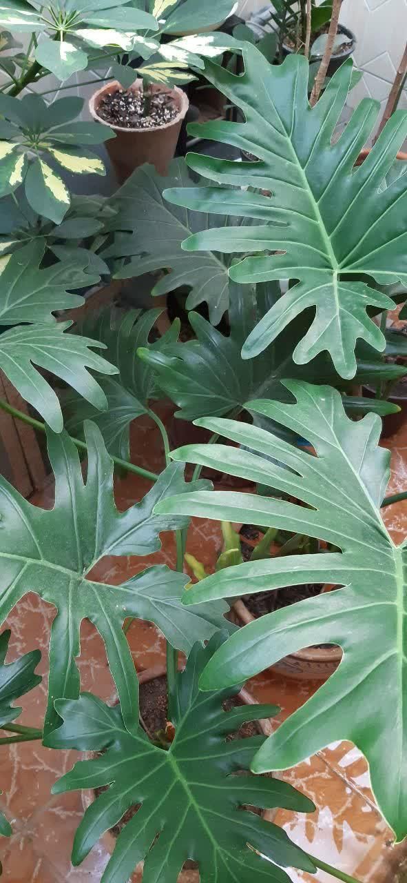 گل برگ انجیری|گل و گیاه طبیعی|کرچمبو, |دیوار