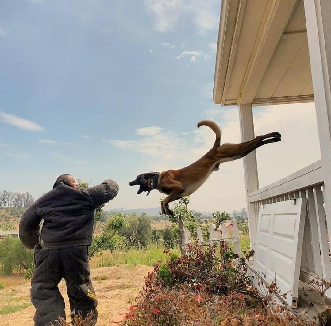 مربی سگ خانم و آقا ، تربیت و آموزش و پانسیون|خدمات آموزشی|قم, زنبیل آباد|دیوار