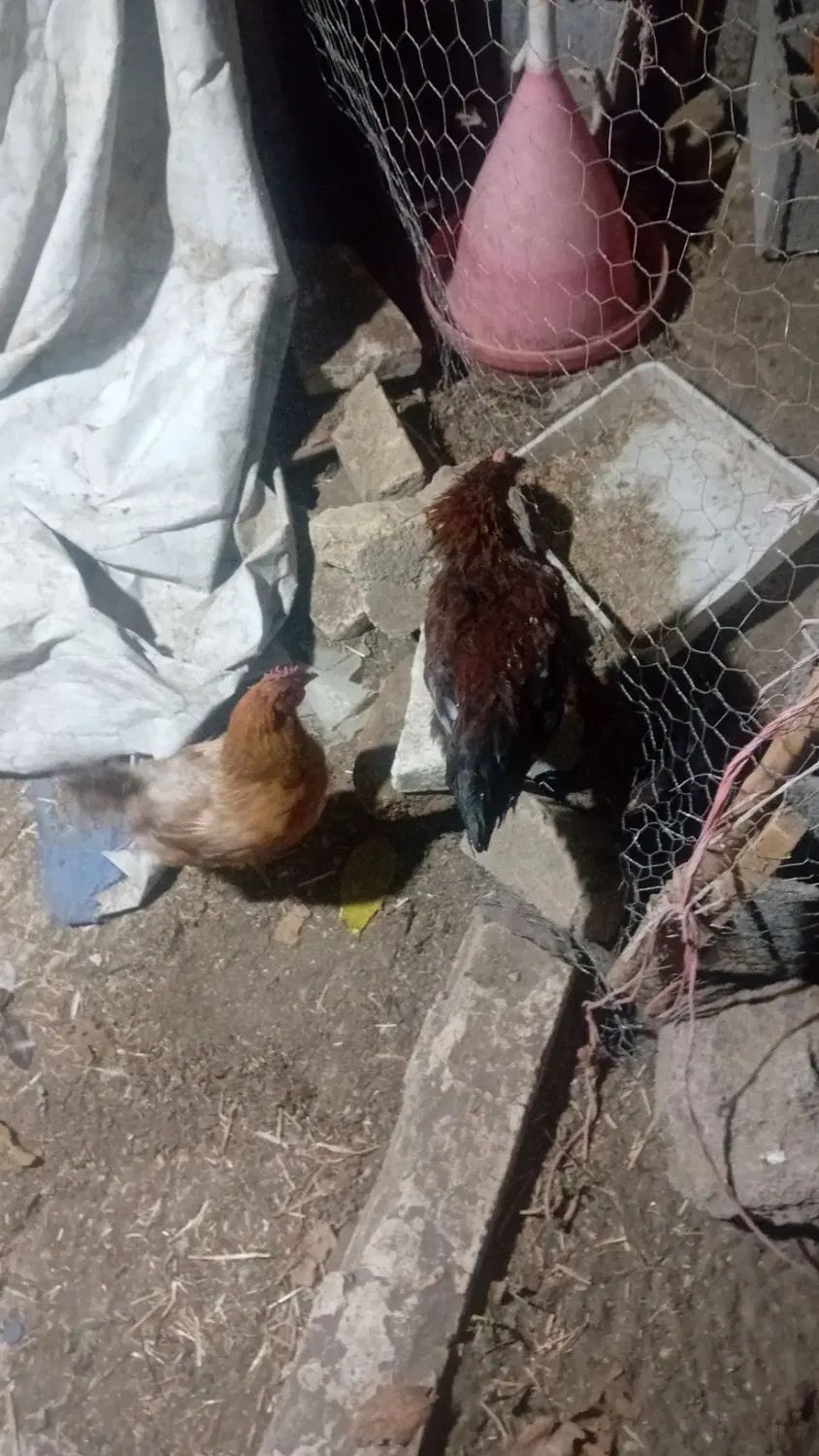 مرغ|حیوانات مزرعه|مشهد, چهاربرج|دیوار