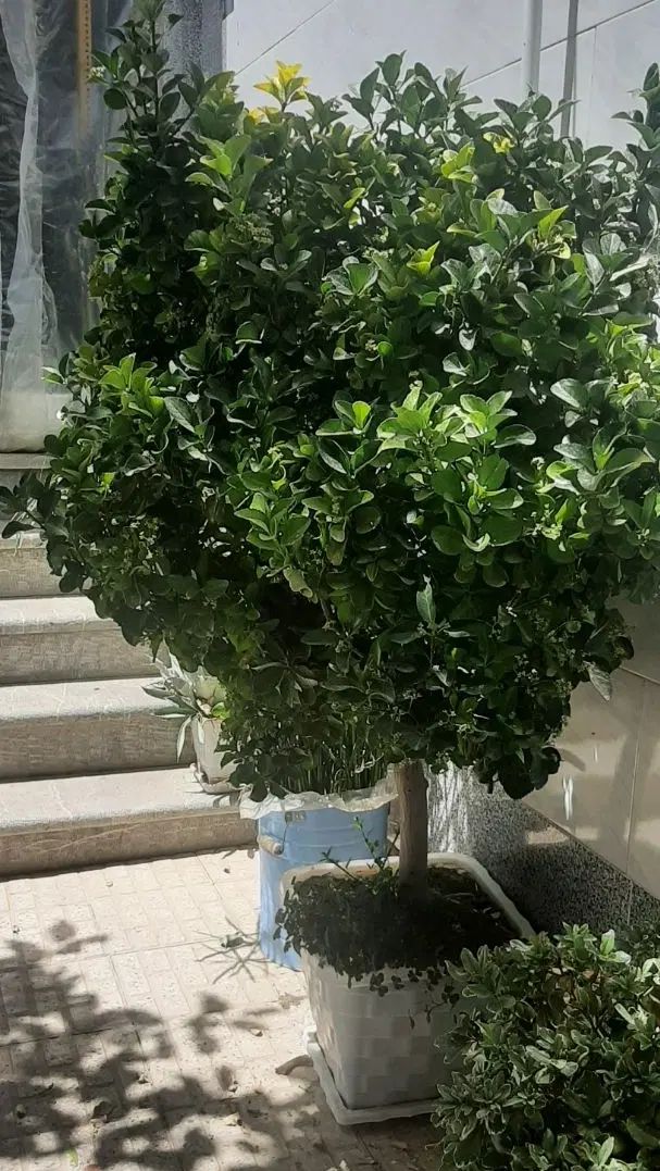 گل و گیاه شمشاد طلایی و نخل ماداگاسکار|گل و گیاه طبیعی|اصفهان, بوستان کوهستانی صفه|دیوار