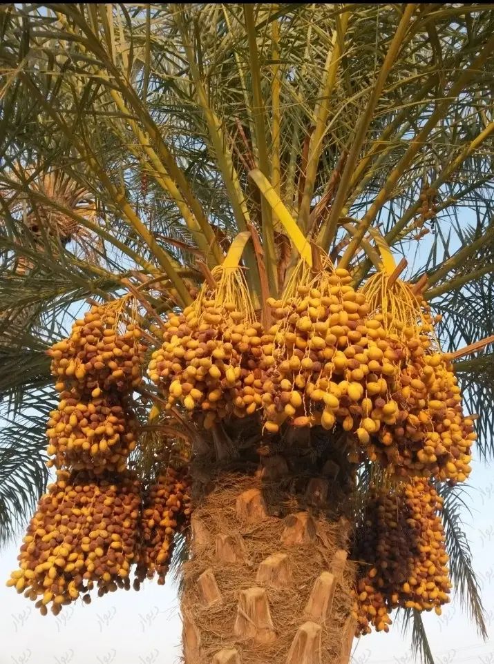 حراج نخل خرما مثمر و غیر مثمر کوچک و بزرگ|حراج|اصفهان, امین‌آباد|دیوار