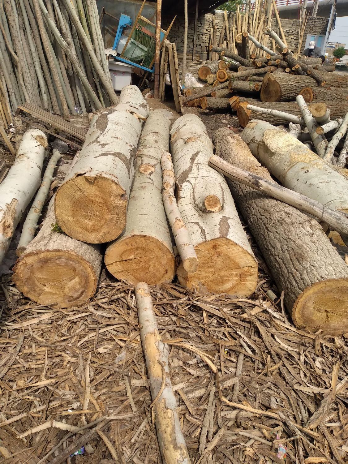 خرید چوب و درخت|خدمات باغبانی و درختکاری|همدان, |دیوار