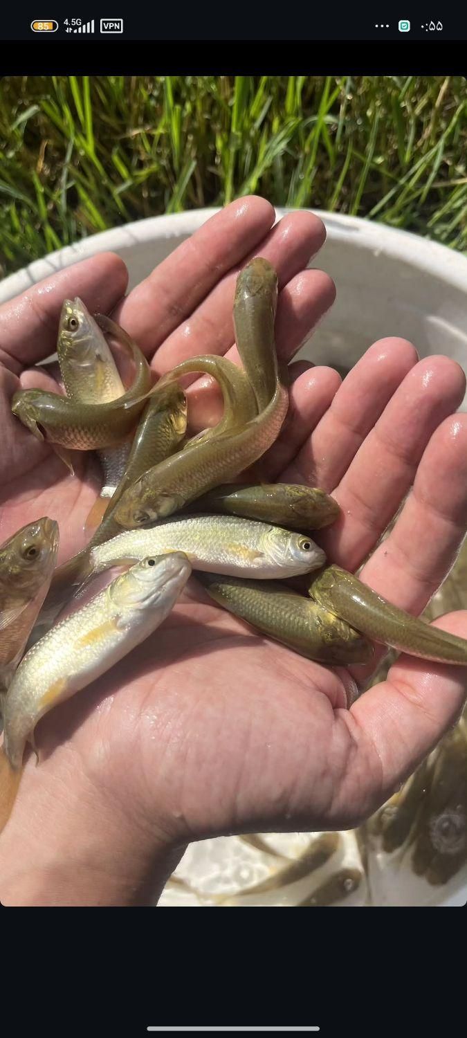 پروررش بچه ماهی گرم آبی کپور آمور|ماهی|کاشان, فاز ۲ ناجی آباد|دیوار