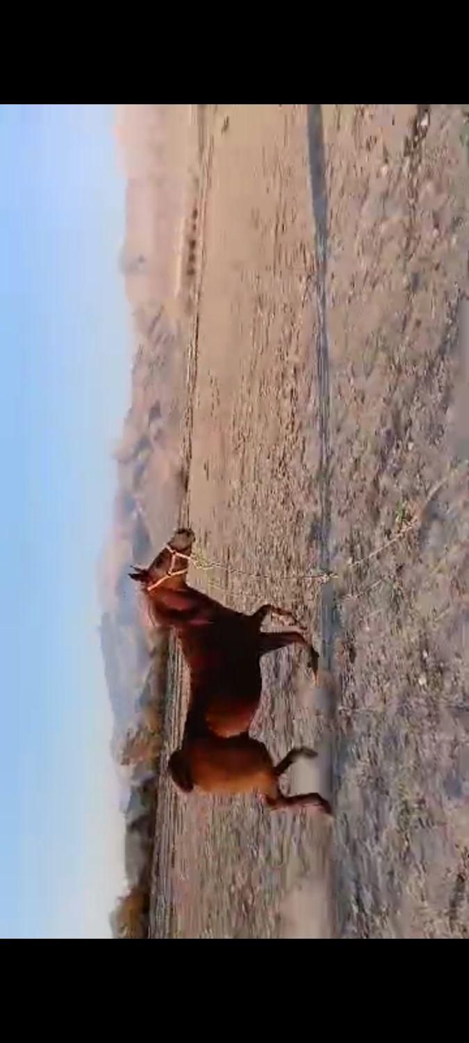 اسب دره شور|اسب و تجهیزات اسب‌سواری|خفر, |دیوار