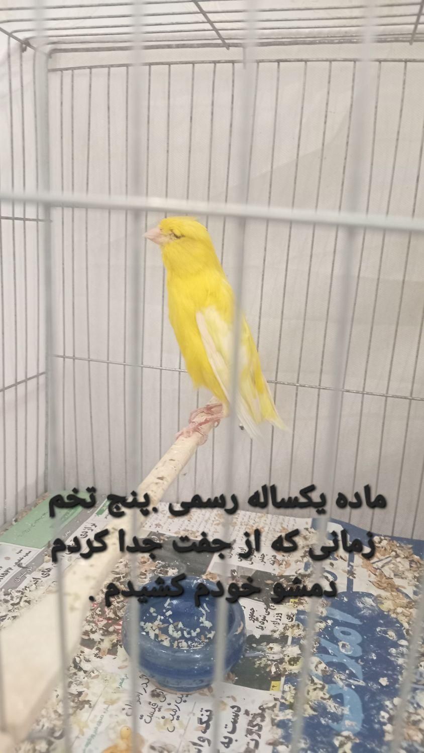 قناری .کشیده .همه باهم.مقطوع|پرنده|فیروزکوه, |دیوار