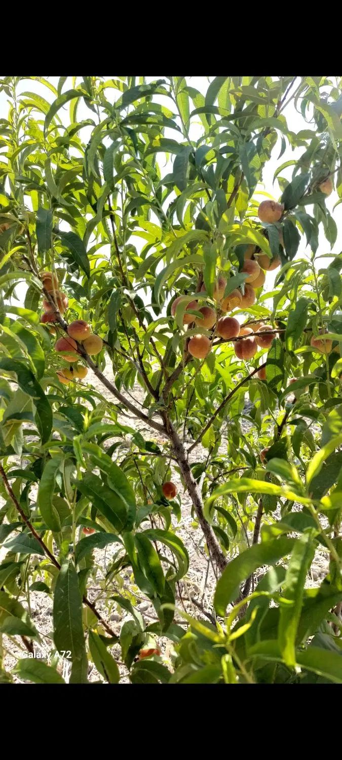 باغ ۶ ساله مثمر با انواع درختان اول جاده روانسر|فروش دفتر صنعتی، کشاورزی، تجاری|کرمانشاه, |دیوار