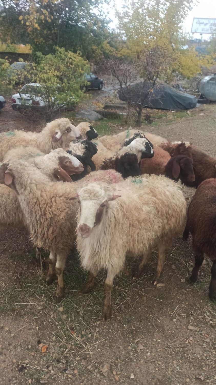 ایام عید گوسفند چاق و زنده برای مراسمات|حیوانات مزرعه|تهران, پردیسان|دیوار