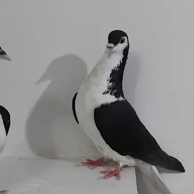 ساده سیاه واکسی|پرنده|تهران, آسمان|دیوار