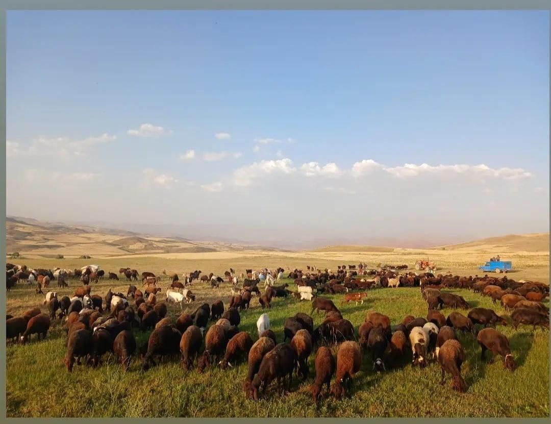 سه شماره دام* زنده بخر در منزل ببر باقصاب|حیوانات مزرعه|گرمدره, |دیوار