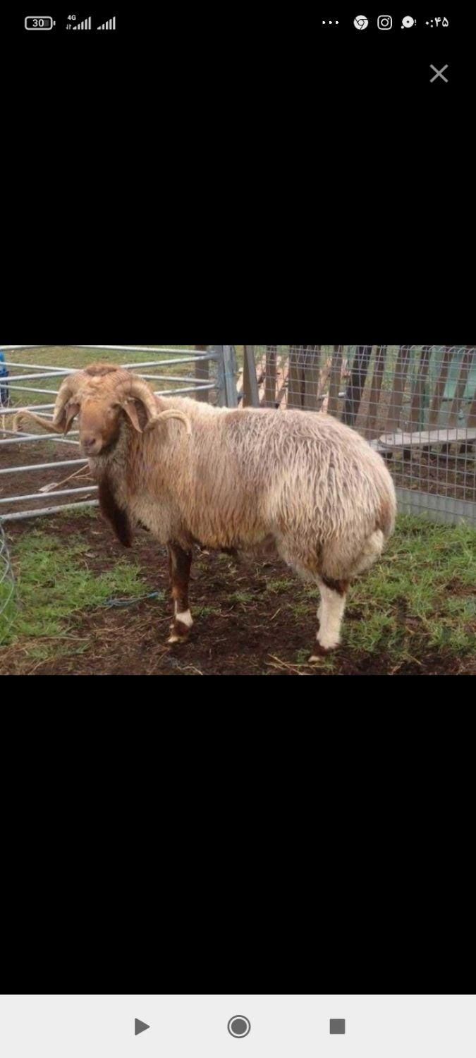 قصاب، سلاخ، حرفه ای سیاردرمحل|خدمات پذیرایی، مراسم|ملایر, |دیوار