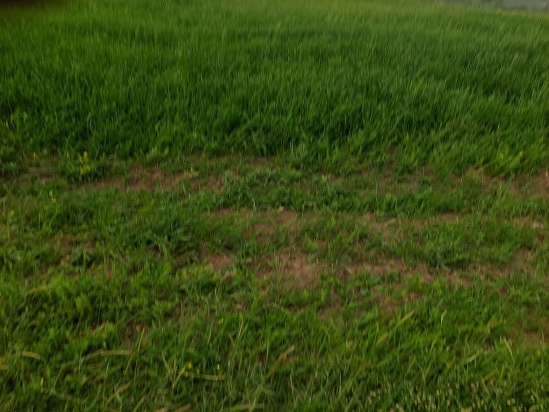 زمین مسکونی، کشاورزی،باغی،روستای آسیابر|فروش زمین و ملک کلنگی|دیلمان, |دیوار