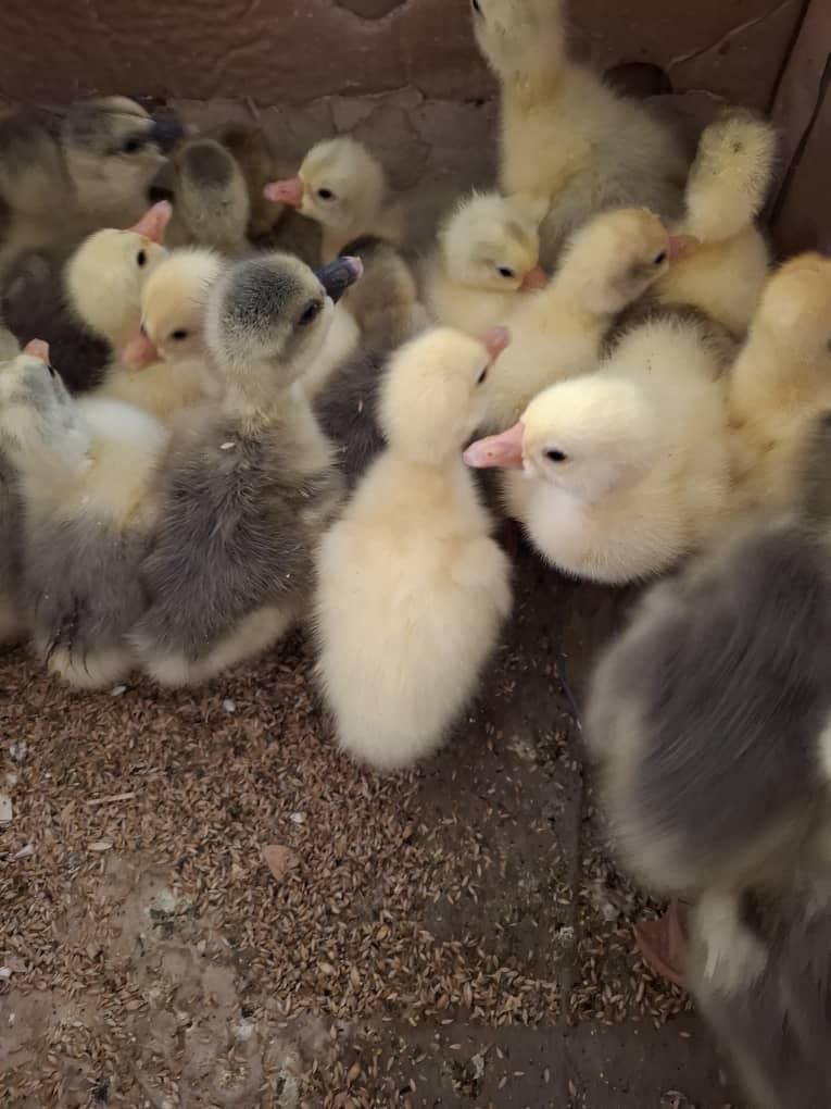 جوجه غاز|حیوانات مزرعه|اردبیل, |دیوار