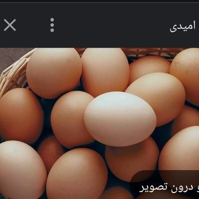 تخم مرغ محلی|خوردنی و آشامیدنی|زنجان, |دیوار