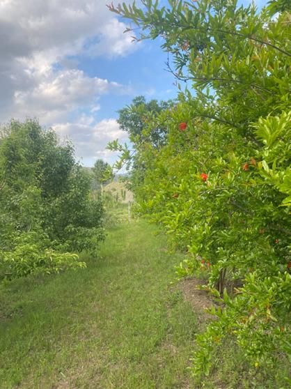 ویلا باغ استخردار‌کلیبر|اجارهٔ کوتاه‌مدت ویلا و باغ|کلیبر, |دیوار