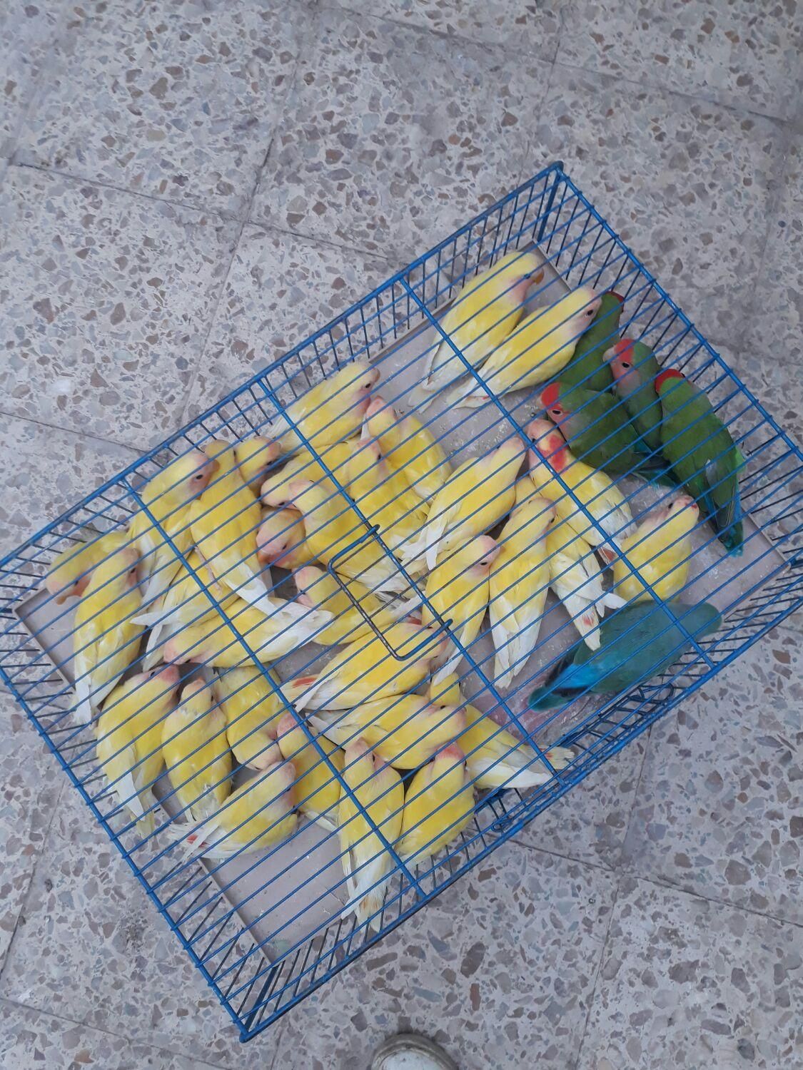 مرغ عشق و کوتوله برزیلی دستی دررنگ های مختلف|پرنده|قم, سرحوض|دیوار