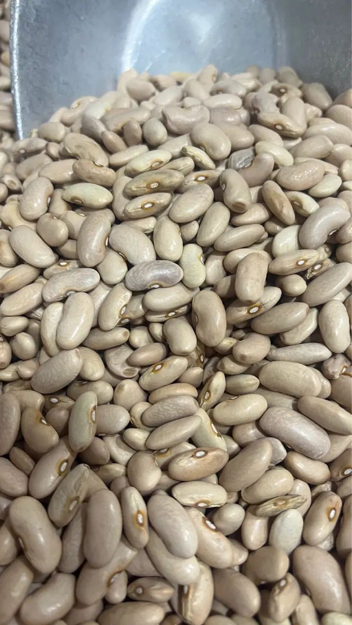 حبوبات|خوردنی و آشامیدنی|رشت, کوی فکوری|دیوار