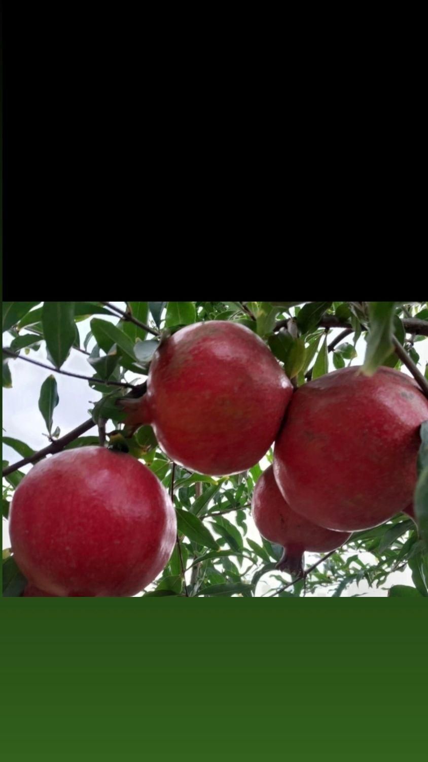 زمین باغ 140مترسنددارامتیازآب فنس کشی آماده|فروش زمین و ملک کلنگی|گرگان, |دیوار