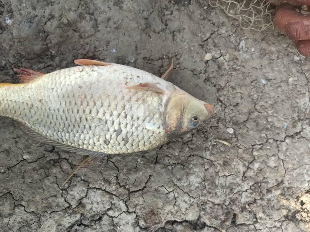 پخش بچه ماهی جهاد|ماهی|دماوند, |دیوار