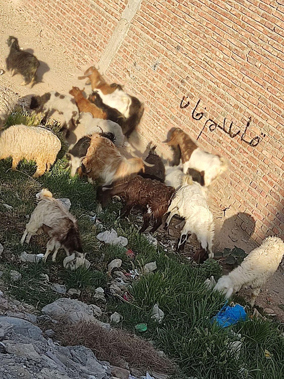 بزرگترین مرکز فروش گوسفند تفتان|حیوانات مزرعه|خاش, |دیوار