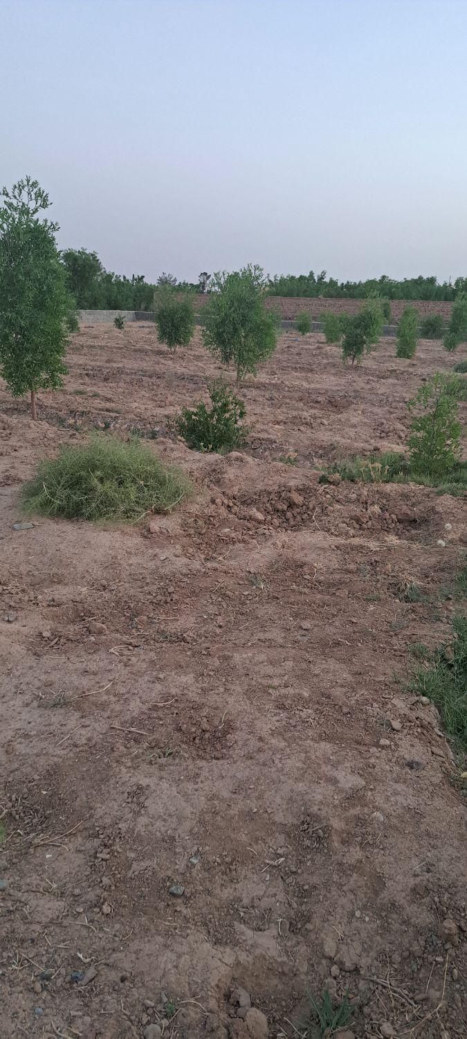 تصویر 5